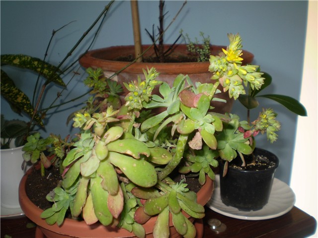 sedum